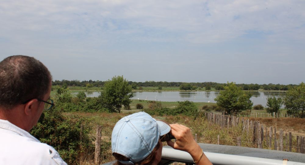 Visite en 4x4 - La Camargue d'Antan_Beauvoisin