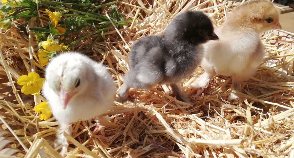 Fête de la moisson à la ferme !_Roquemaure