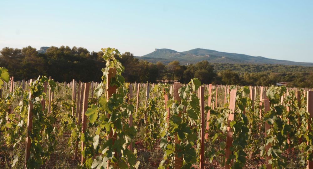 Domaine de Cassagnas_Saint-Julien-de-Cassagnas