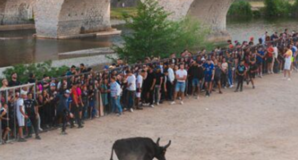 Féria d'Alès - Encierro_Alès