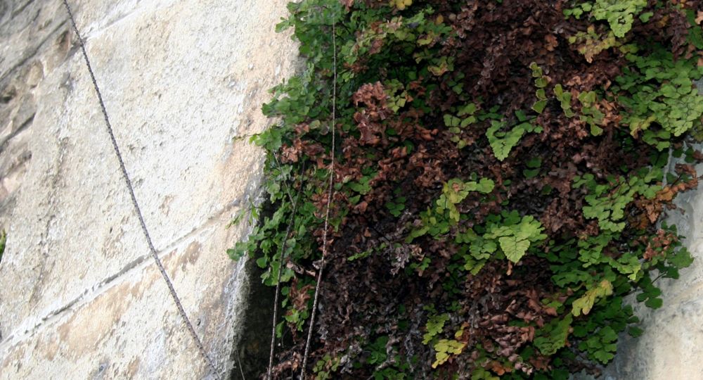 Sortie botanique : 