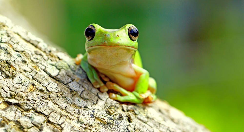 Boubouille la grenouille - conte scientifique interactif_Pont-Saint-Esprit