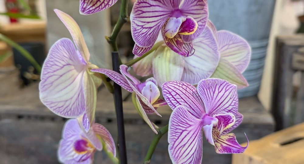 Côté Fleurs_Saint-Ambroix