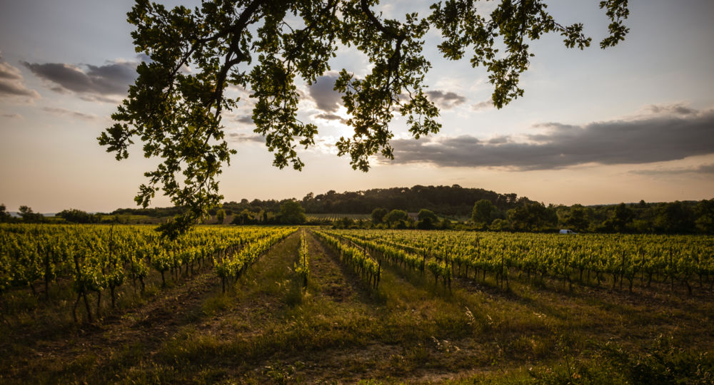 Balades Vigneronnes