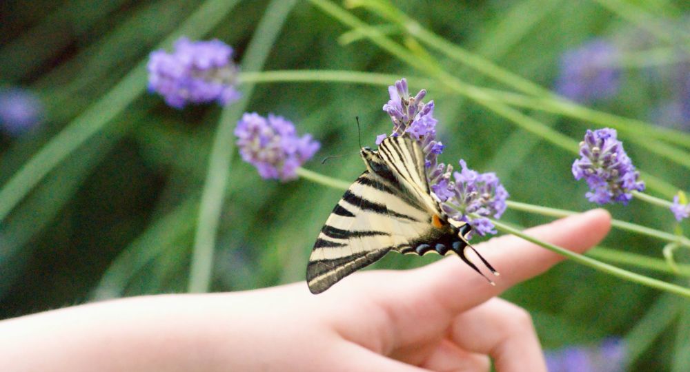 Lépi'sortie
