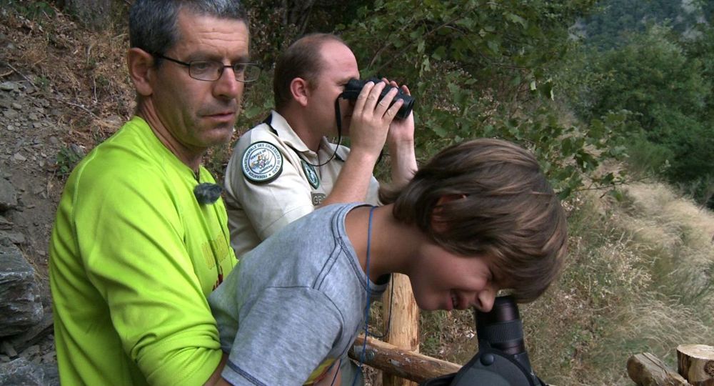 Observation du mouflon