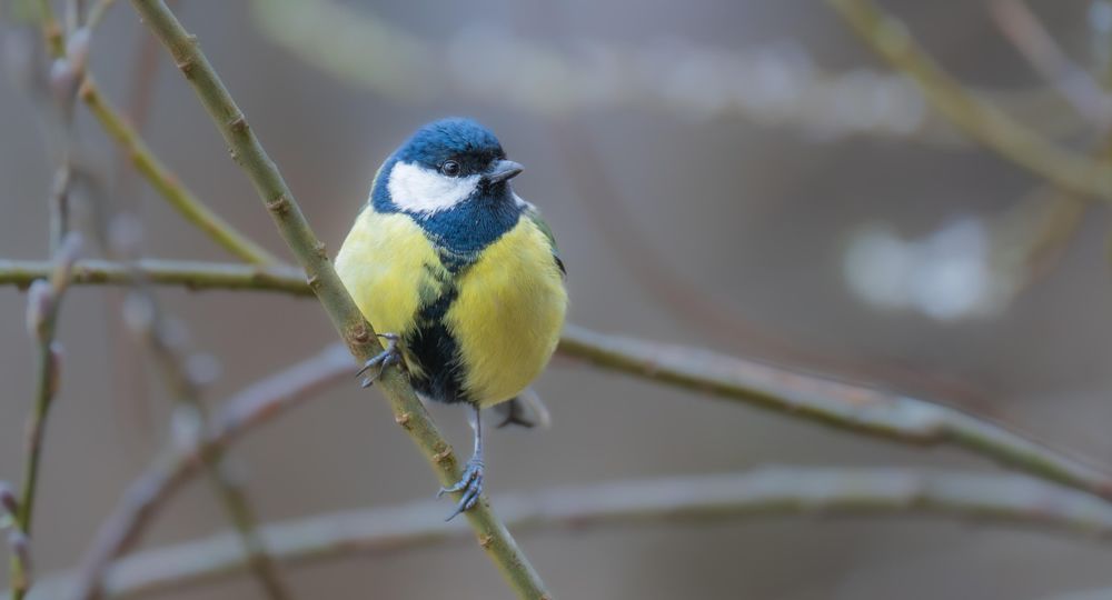 Atelier LPO — Autour des oiseaux_Générargues