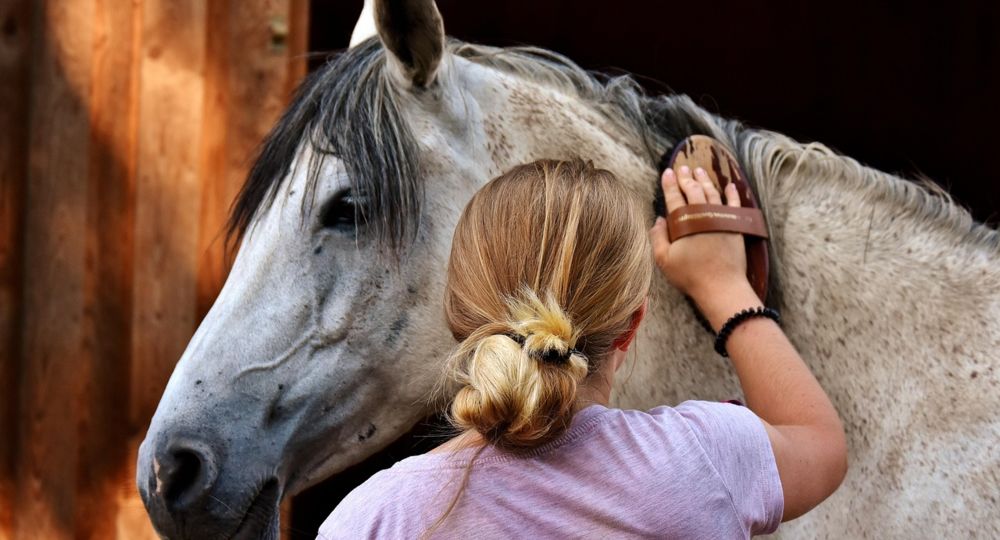Visites guidées du matinale au Haras National d'Uzès - Uzès, Ville d'art et d'histoire_Uzès