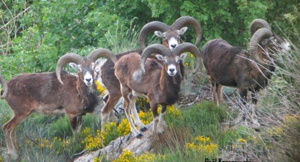 Mouflons