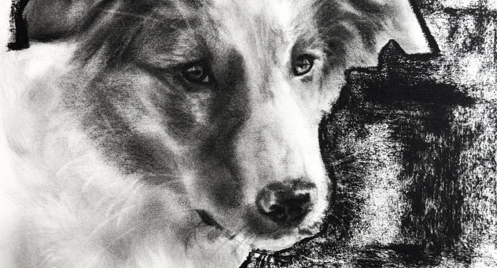 Petit border collie