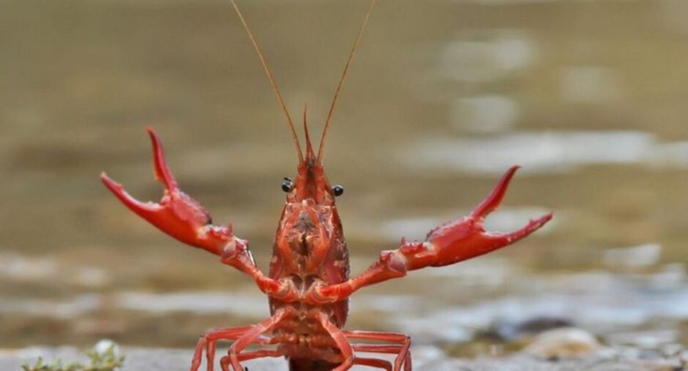 Chantiers participatifs de pêche de l’Écrevisse de Louisiane