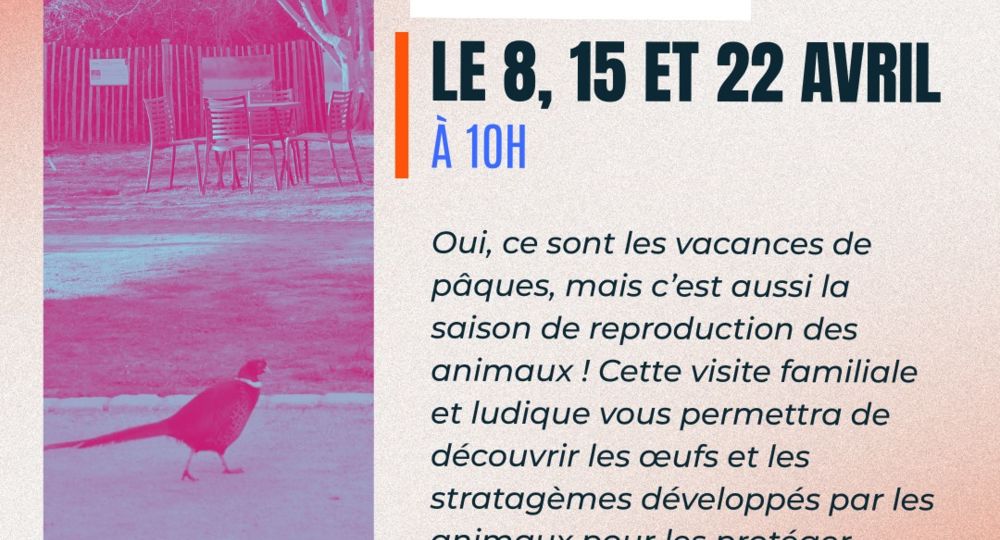 Oeufs au phare_Le Grau-du-Roi