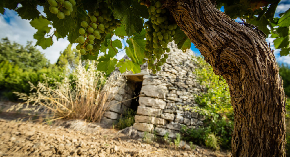 Balade commentée dans le vignoble et dégustation de vins_Bourdic
