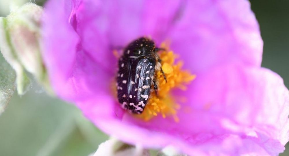 Fête de la nature - Découverte des insectes pollinisateurs