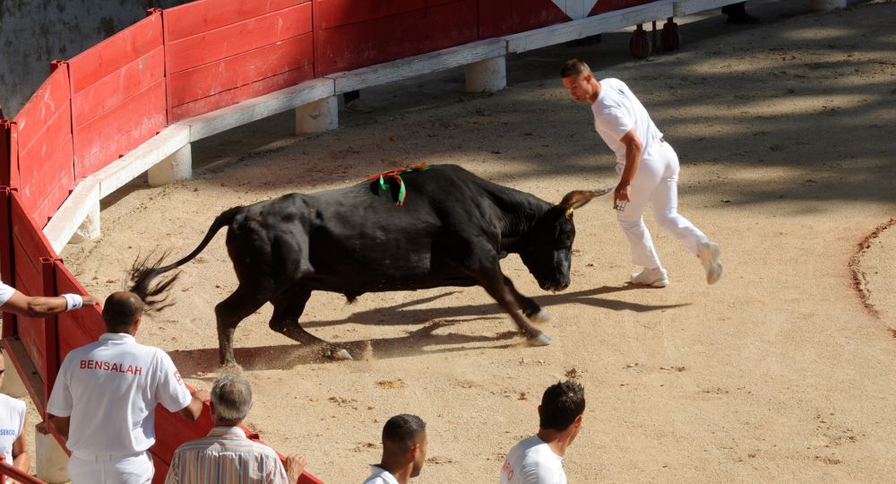 Course Camarguaise