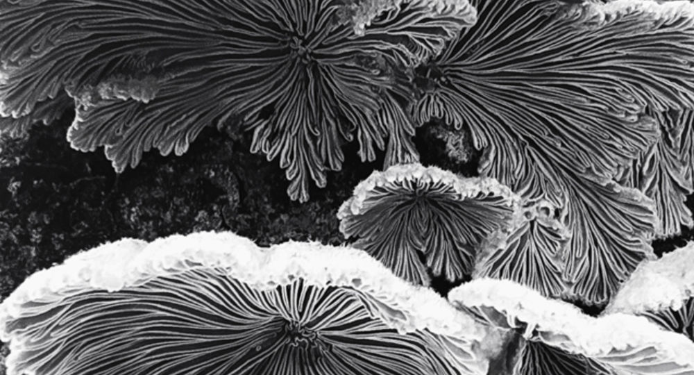 19ème Journées des Métiers d'Art à Aumessas_Aumessas