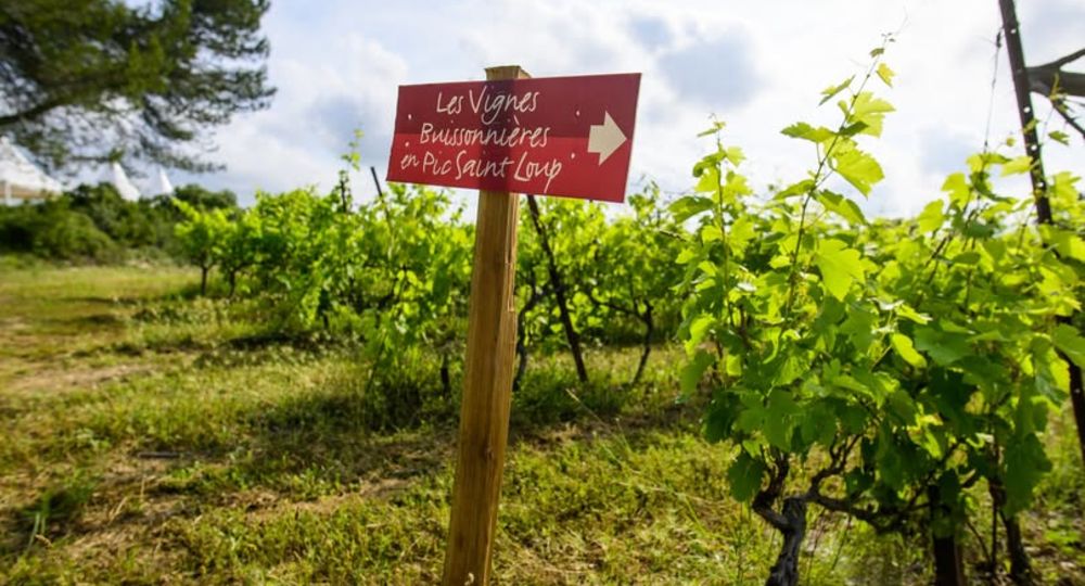 Les Vignes Buissonnières 2026_Brouzet-lès-Quissac