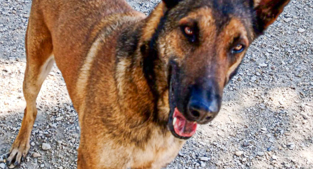 Journées Portes Ouvertes Refuge Canin_Beaucaire