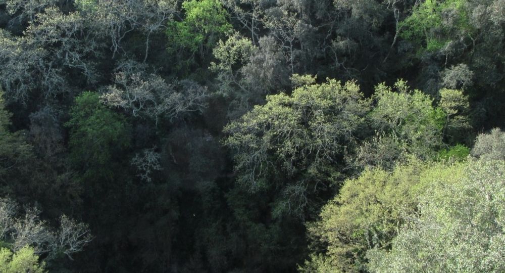 Balade à la découverte des plantes sauvages comestibles autour du gouffre des Espélugues_Dions