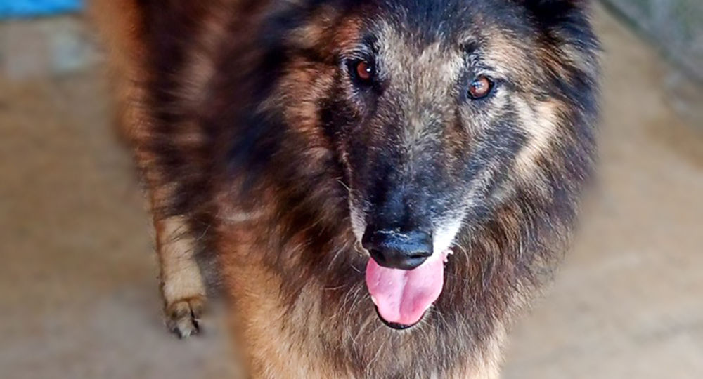 Journées Portes Ouvertes Refuge Canin_Beaucaire