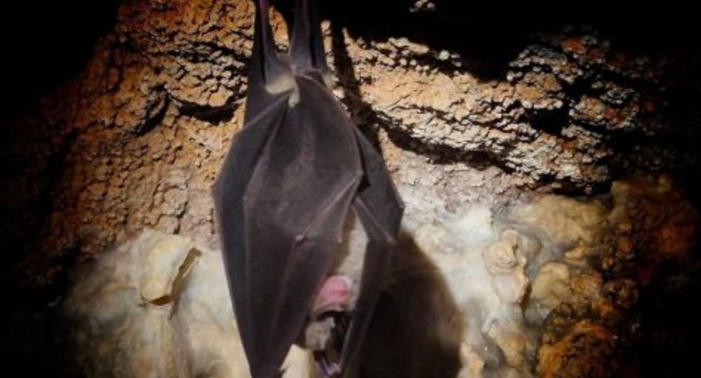 Balade d’observation des chauve-souris dans la Mer des Rochers_Sauve