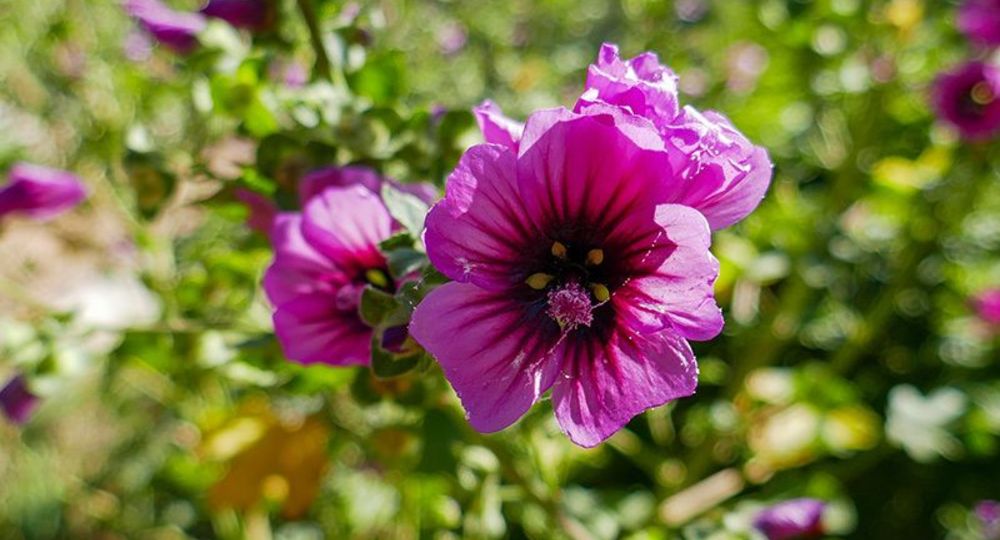 Les plantes médicinales de l’hiver