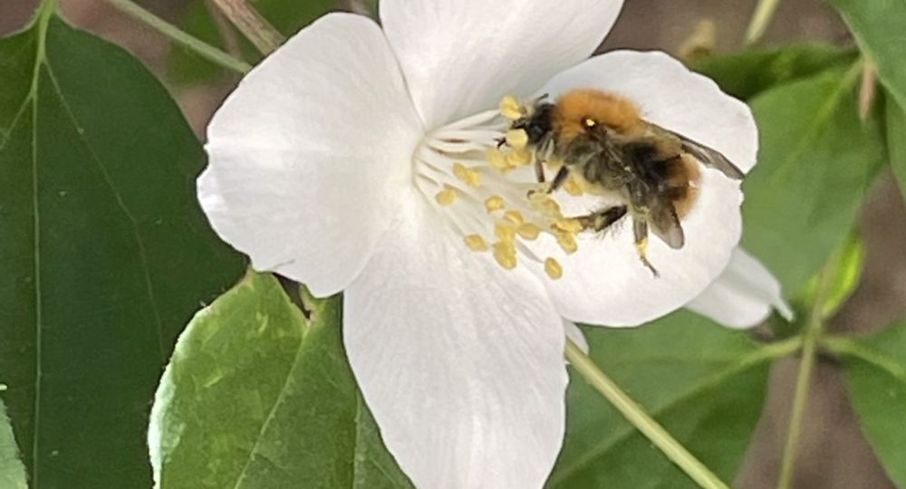 Pollinisateurs en action