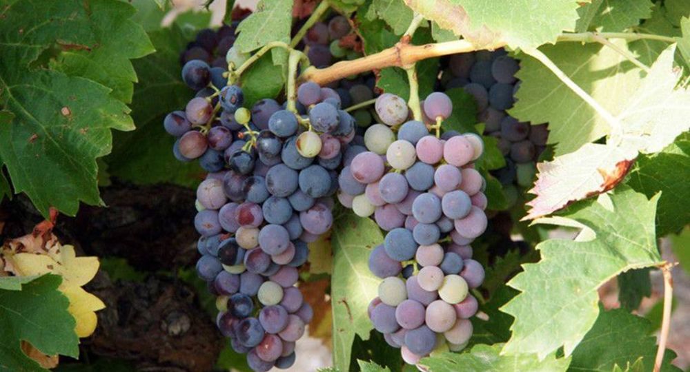 Domaine Grand'Terre