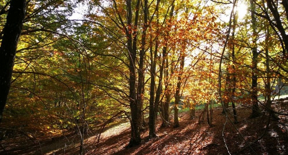 Escapade nature - Balade en forêt_Saint-André-de-Valborgne