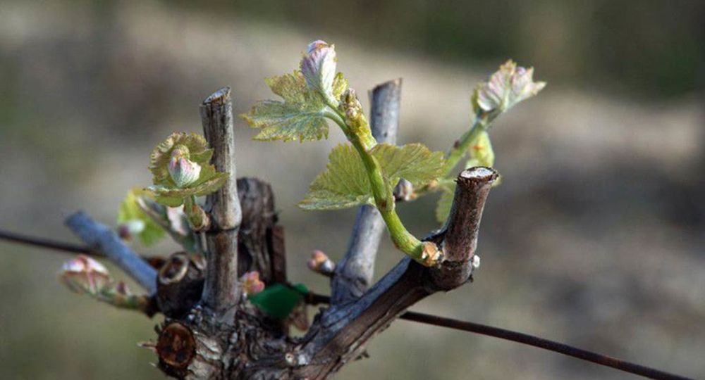 Domaine Grand'Terre