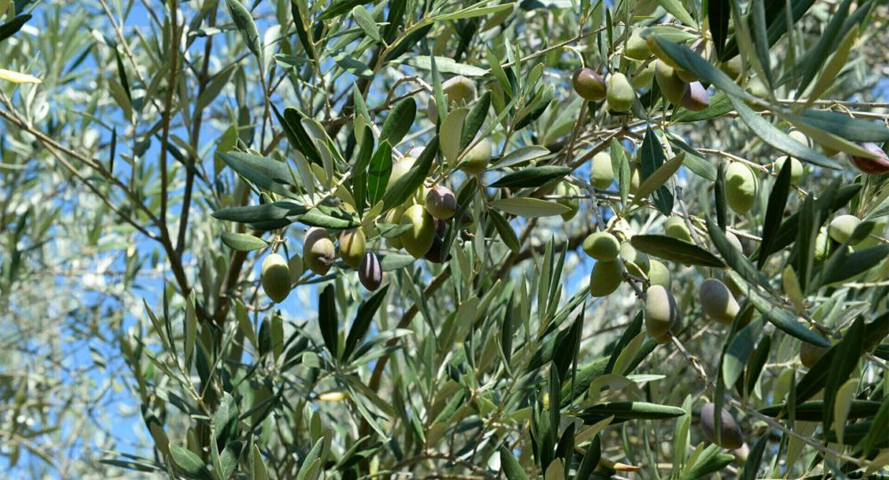 Fête de l'olivier