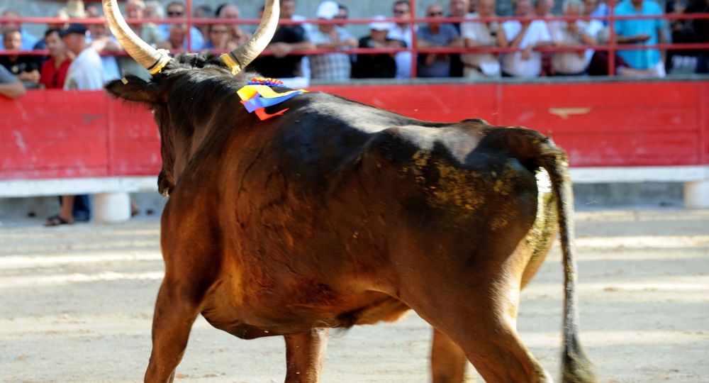Courses Camarguaises Challenge 2026 de la Terre d'Argence à Jonquières-Saint-Vincent_Jonquières-Saint-Vincent