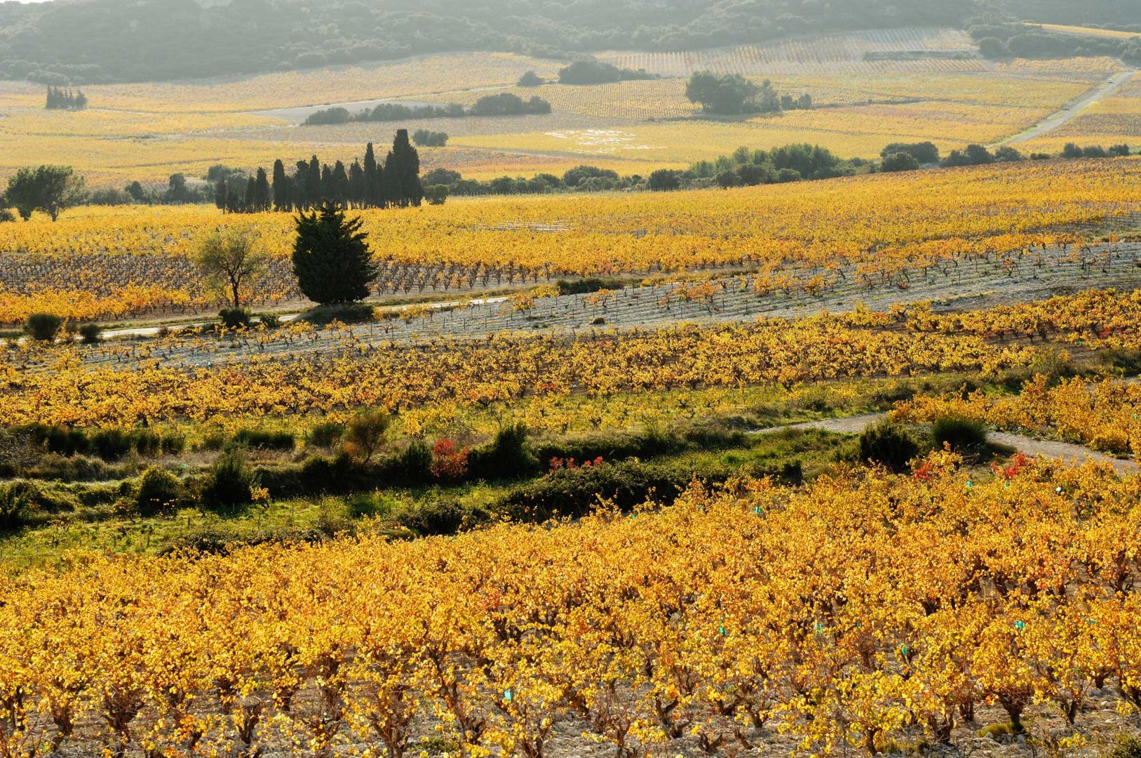 Dans Les Vignes - Le Gard