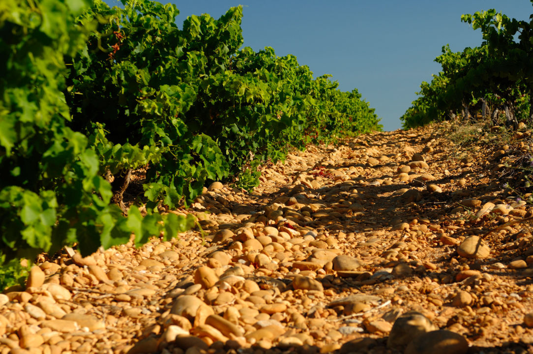 Le Vignoble des Côtes du Rhône Gardoises