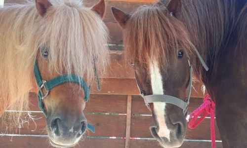 Balade d&eacute;couverte &agrave; poney sp&eacute;ciale enfants