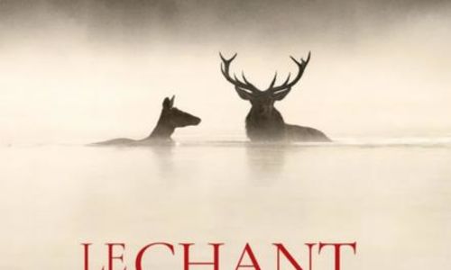 Cin&eacute;ma en plein air - Le chant des for&ecirc;ts