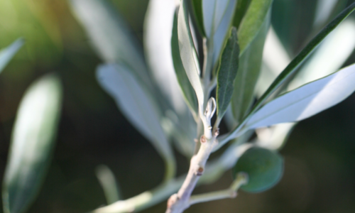 Journ&eacute;e de l'olivier