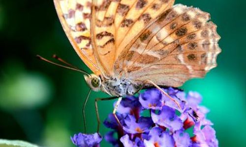 Conf&eacute;rence : Vinciane Despret : Accueillir les autres vivants dans l&rsquo;Histoire