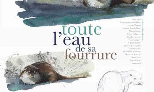 Exposition -Toute l'eau de sa fourrure