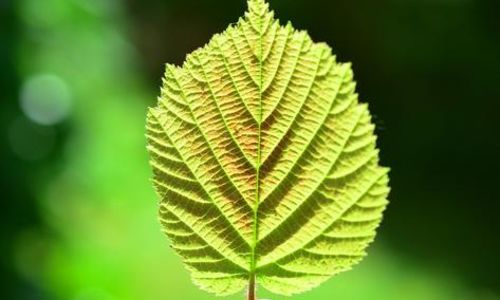 Balade nature en famille