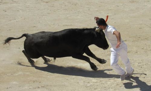 Troph&eacute;e Camargue M&eacute;dical - Course Camarguaise - 3e journ&eacute;e