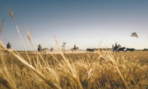 Exposition photos - Camargue, une terre de passion de Jech Photographie et Herv&eacute; Chatel