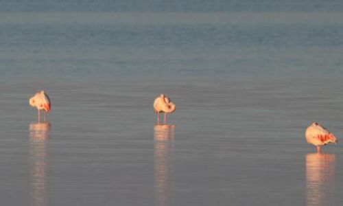 Les Escapades du Mus&eacute;um : "La Camargue : entre Rh&ocirc;ne et mer, un territoire &agrave; l'&eacute;preuve des changements"