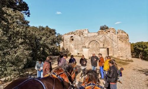 Balade d&eacute;couverte en cal&egrave;che - Les Attelages du Vidourle