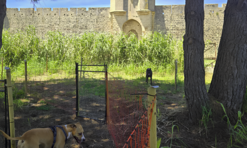 R&eacute;cr&eacute;aDog : parc &agrave; chiens