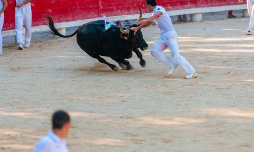 Courses camarguaises "Muguet d'Or"
