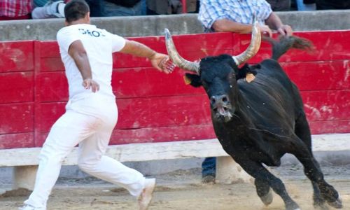 Courses Camarguaises - Troph&eacute;e Niveau Avenir &agrave; Bellegarde