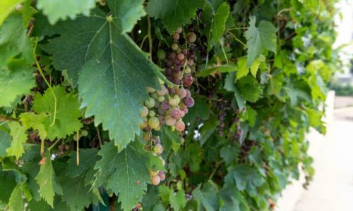 Balade vigneronne