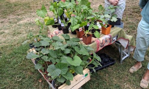 Bourses aux plantes