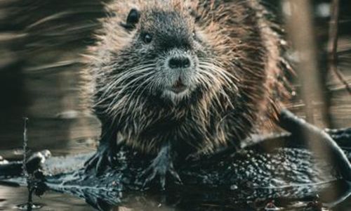 Balade nocturne &agrave; Peyremale - Sur les traces des b&acirc;tisseurs de rivi&egrave;re